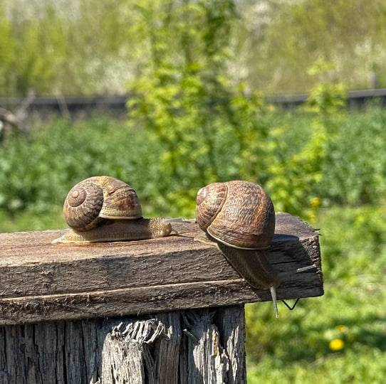 Волжская улитка